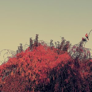 Esc. (Two Not so Little Birds)