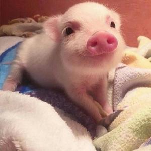 Couple of Piggies（Prod by Yzz ＆ WayMen)