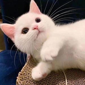 苦茶（超甜合唱版）