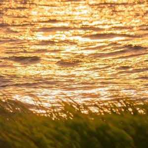 tang avasi（晨风）