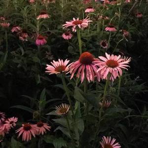 ''convolk type beat''