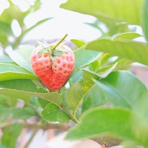 真诚小姐