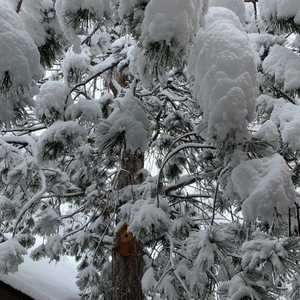 Madame Buttons sails the North Sea