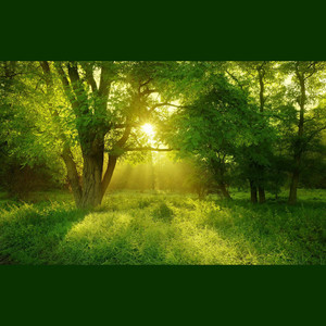 寂静之声 (顾稚蔚版)