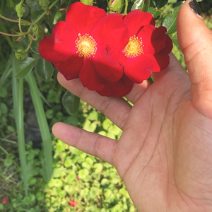 a short song for you