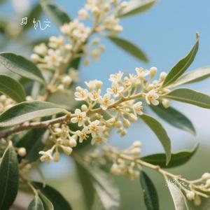 沙枣花