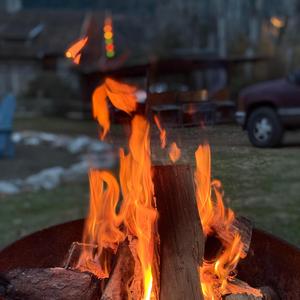 Chauves-souris de Salonique