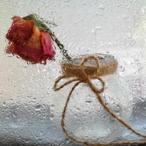 Wilted Rose