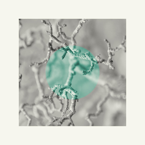 Noon Hill Wood (Revisited)