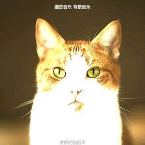 温和放松的猫梦想