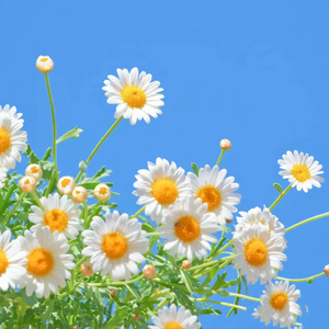 杀死那个石家庄人