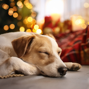 Ecos Acogedores Para La Calma