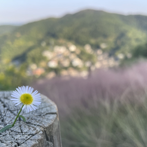 浣溪沙·细雨斜风作晓寒.wav