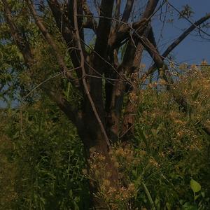 关于郑州的记忆（翻自 耿十三）