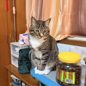 灵界潮音（同人曲）