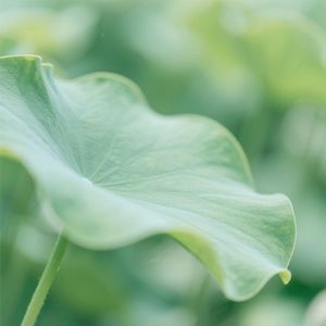 明月清风映相映