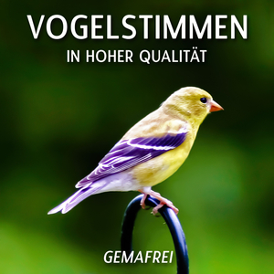 Vogelstimmen (Naturgeräusche als Alternative zu Entspannungsmusik und für Meditation)