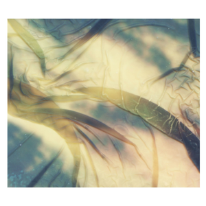 The Revenge of the Lichens