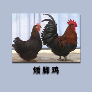 蛋挞（kill him）