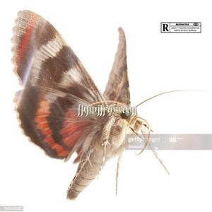 飞蛾 （Prod.by Xxankid）