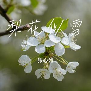 梨花似雪