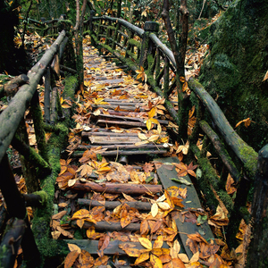 谁料皇榜中状元 (Dj旋律版)