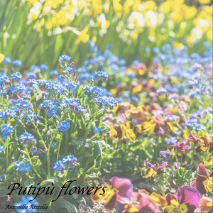 Putipù Flowers - Caccavella Dance