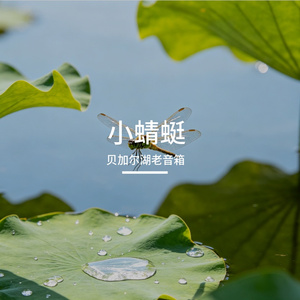 小蜻蜓