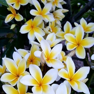 Give It To Me x Promiscuous (Sped up)