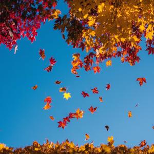 Falling Leaves | Healing Music