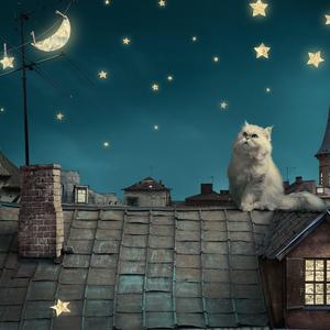 看月亮爬上来（翻自 群星）