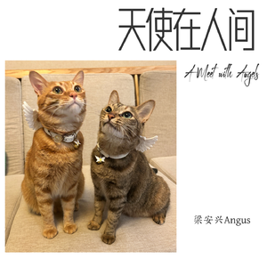天使在人间
