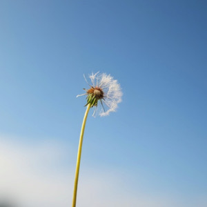 生きてみよう