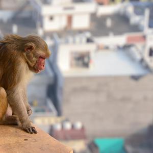 Idiot In Punjab [पंजाब में बेवकूफ]