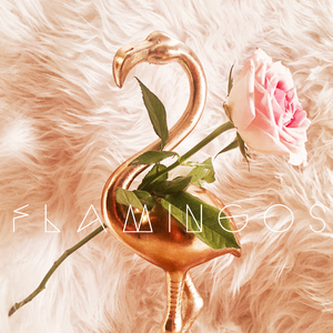 Flamingos