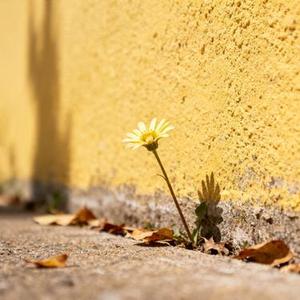 墙角开了一朵小花 没人管它自己长大