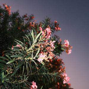 Shape Of My Heart Pt.2