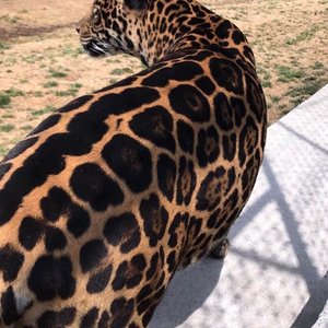 Monstercat-Murder - Soulji（N Y Duo Bootleg）（N-Y-Duo remix）