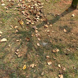 Variations on Fireworks