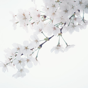 Blooming Day(Get, Set, Go!现场)