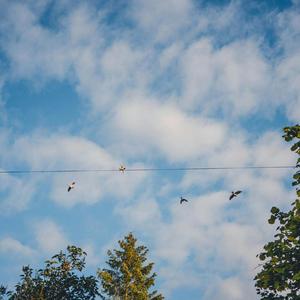 Your Choice, Little Birds