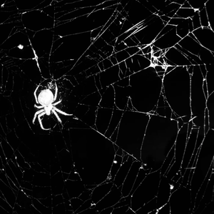 我的美丽feat.海洋Bo