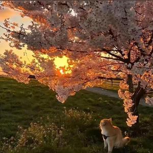 从来不敢仔细看你