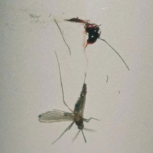 реклама еды