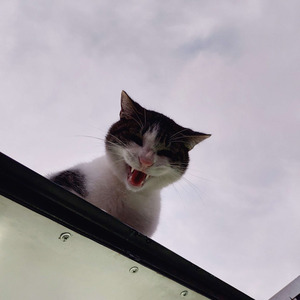 Anacrónica Sintética