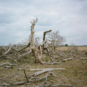 鸟停在时间的黑洞 Time Collapse on birds