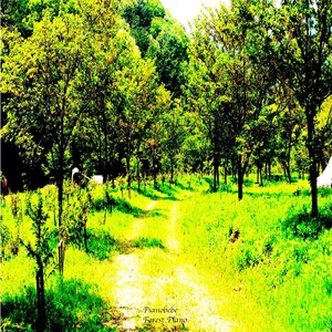 Forest Piano(Sanbol)