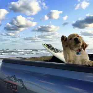 布心向蝉（乔书泽 remix）