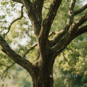 我要带你到处去飞翔