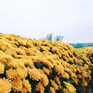夏日于晴天 (八音盒)